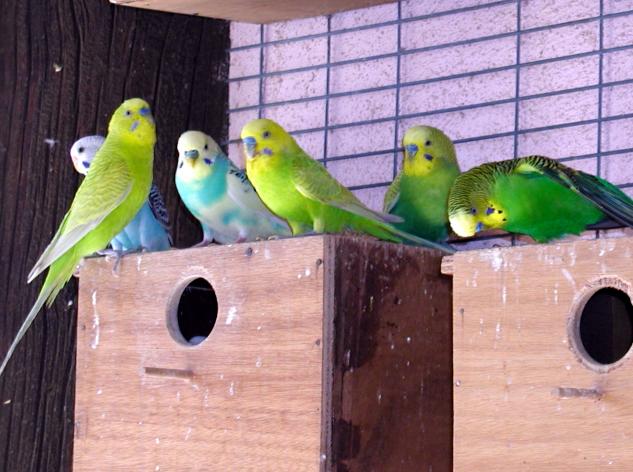 birds