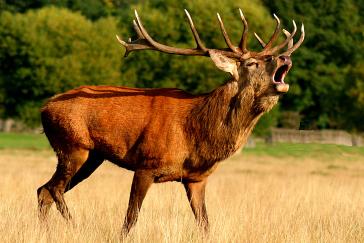 Rudolph the red nose reinder