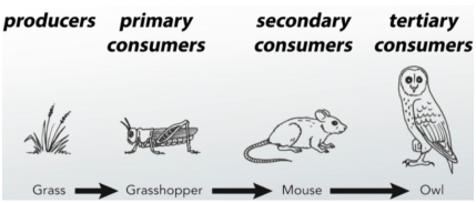 Food Chain