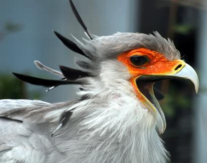 birds