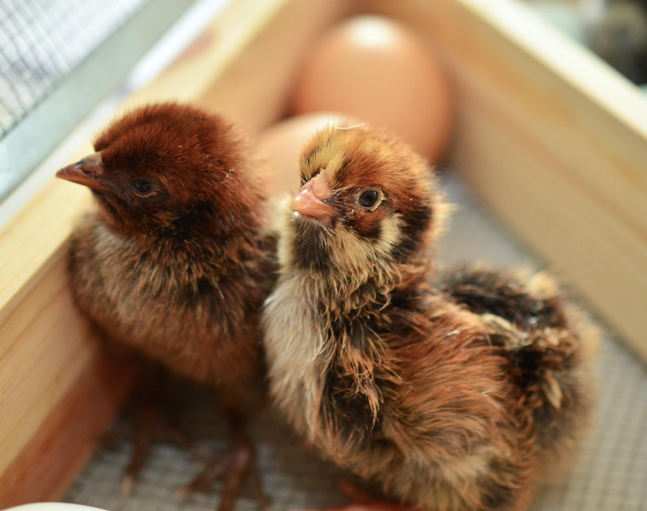 Chickens
