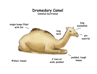 camel adaptations