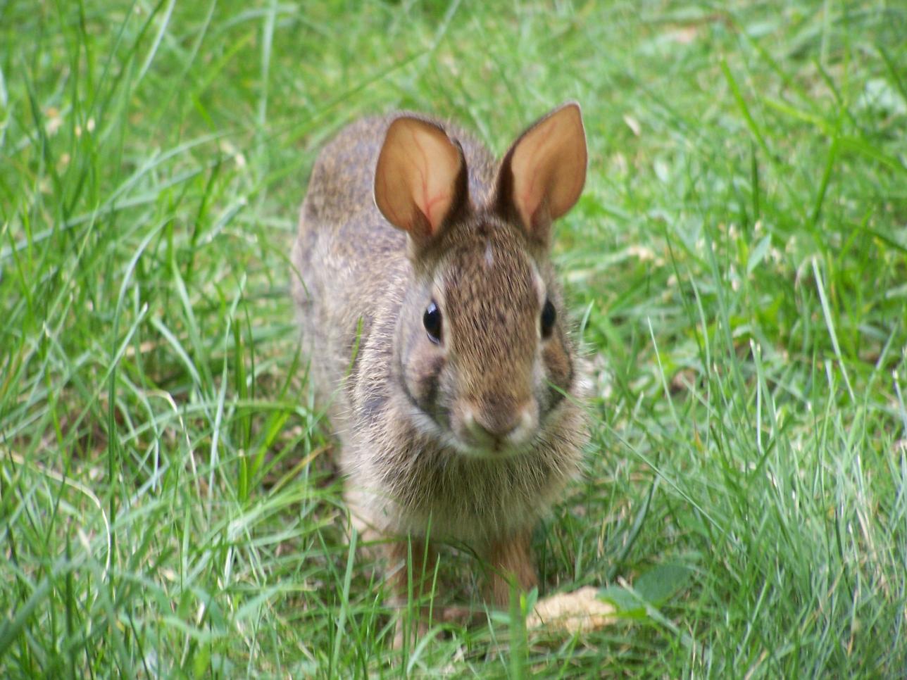 Rabbits