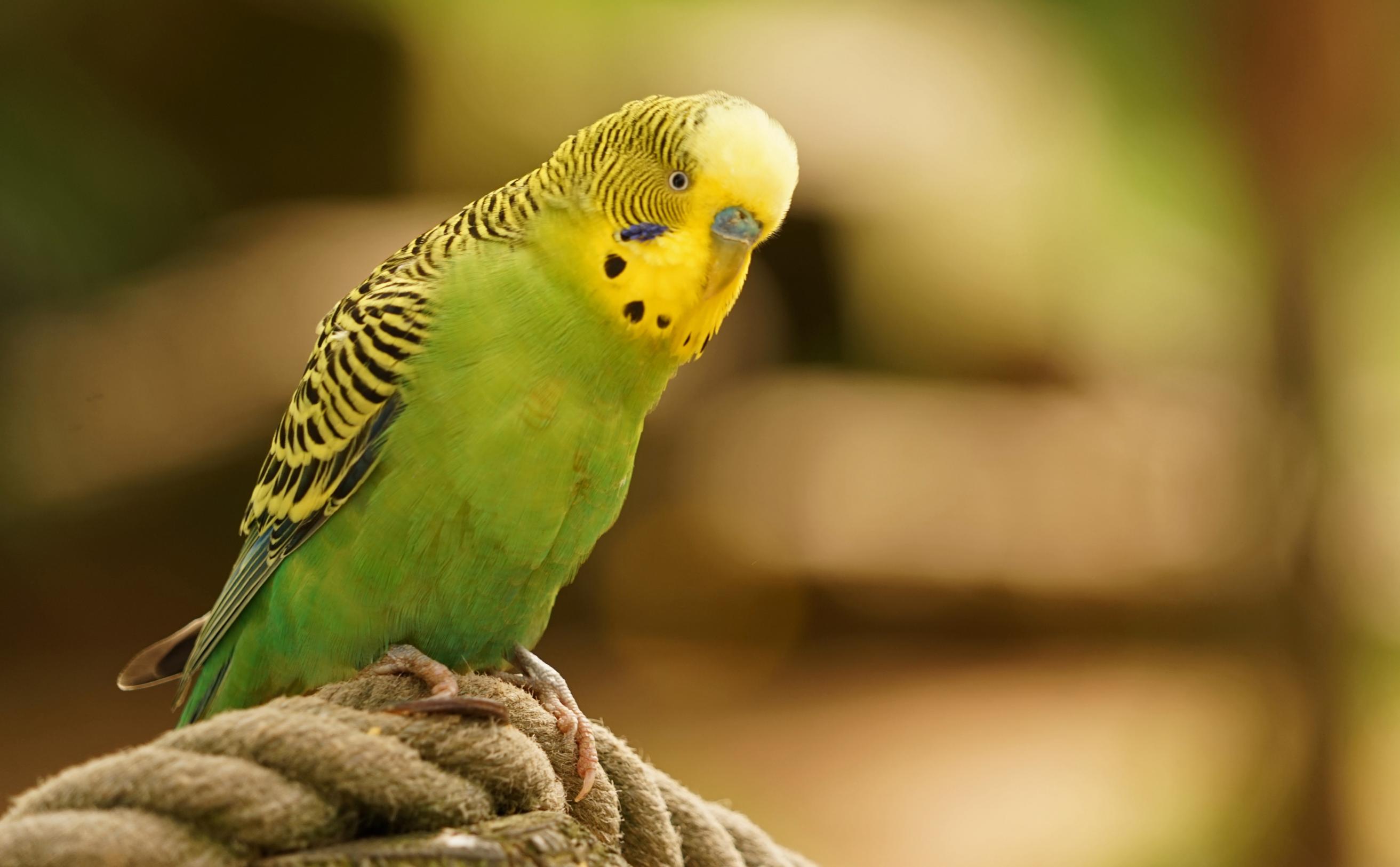 parrots
