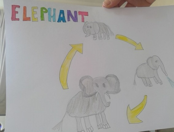 elephant reproduction cycle