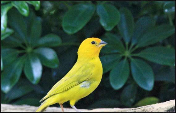 birds