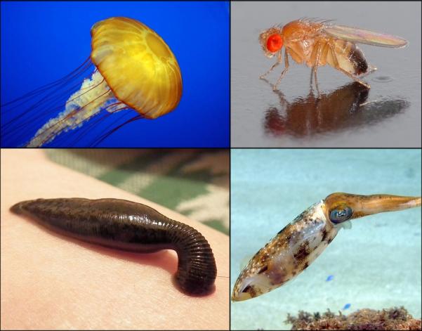 Invertebrates Animals Examples Vertebrate And Invertebrate Animals