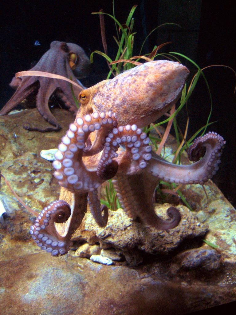 Octupus