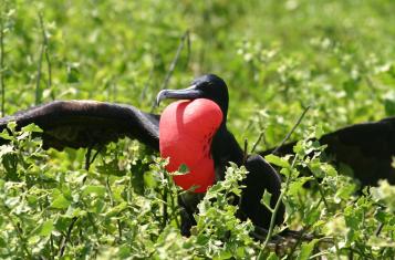 birds