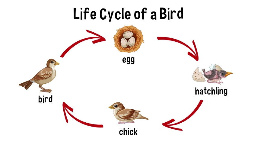 Bird Life Cycle