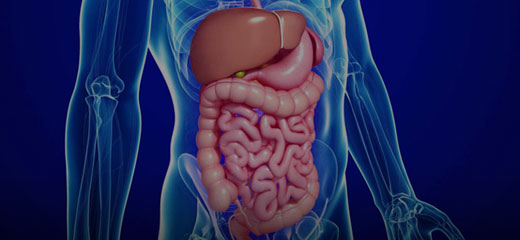 The disgusting digestive system