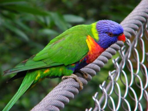 birds