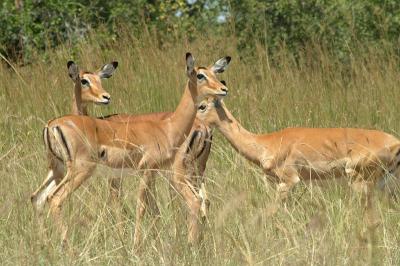african impalas blog